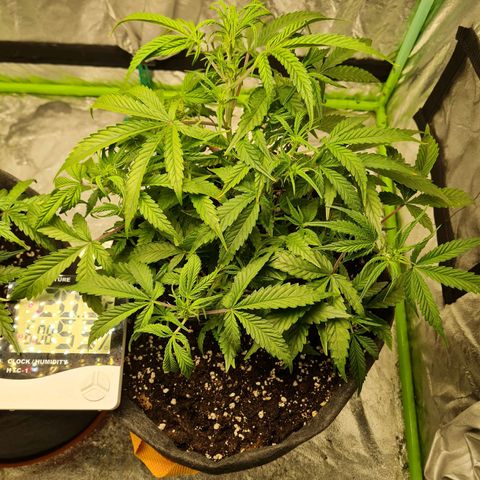 La segunda growlog timeline photo