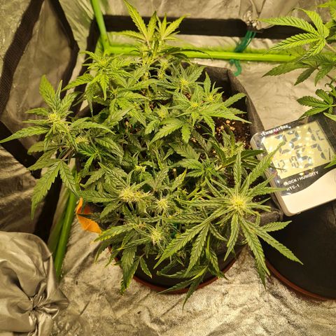 La primera growlog photo: Se sumó LST