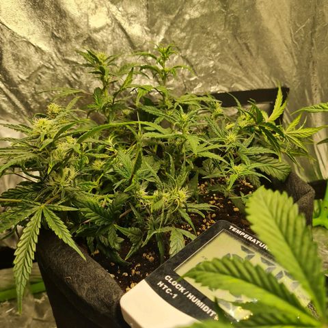 La primera growlog photo: Se sumó LST