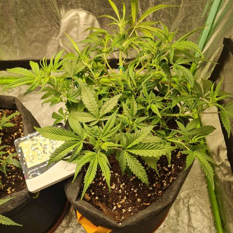 La segunda growlog photo: Se sumó LST y se aplicaron podas a hojas grandes para despejar a las de abajo