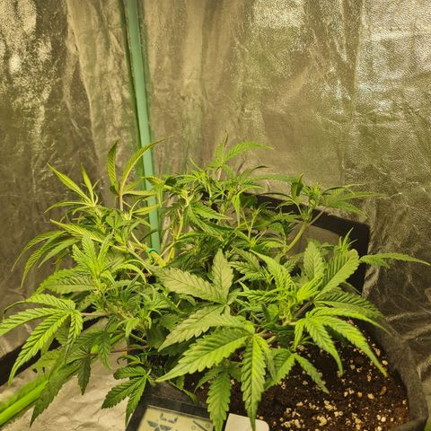 La segunda growlog photo: Se sumó LST y se aplicaron podas a hojas grandes para despejar a las de abajo