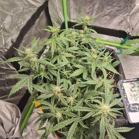 La primera growlog timeline photo