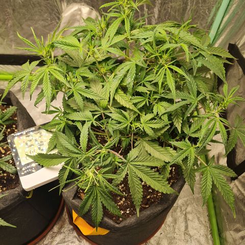 La segunda growlog timeline photo