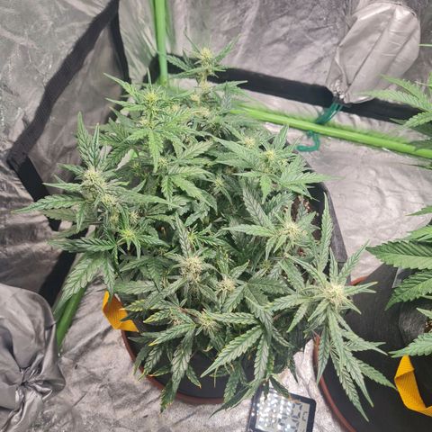 La primera growlog timeline photo