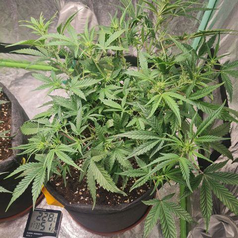 La segunda growlog timeline photo