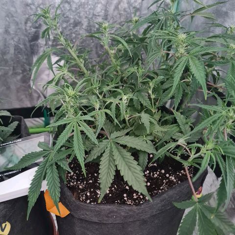 La segunda growlog timeline photo