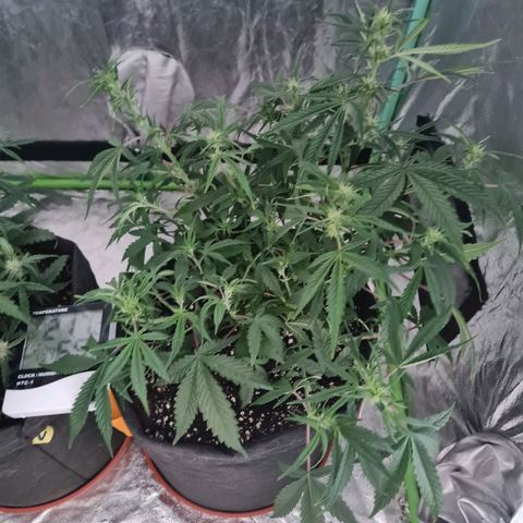 La segunda growlog timeline photo