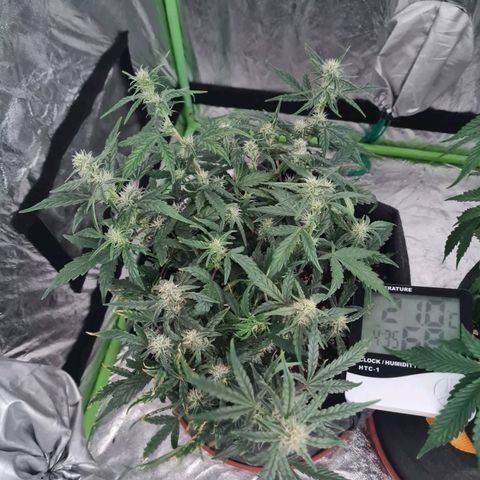 La primera growlog timeline photo