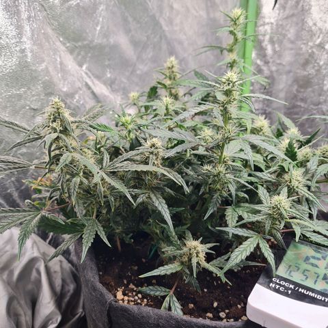 La primera growlog timeline photo