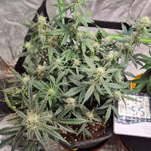 La primera growlog timeline photo