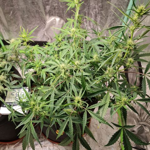 La segunda growlog timeline photo