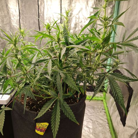 La segunda growlog timeline photo