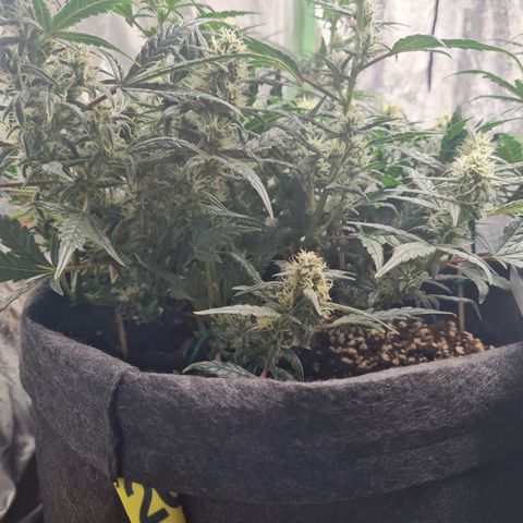 La primera growlog timeline photo