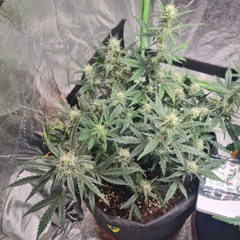 La primera growlog timeline photo