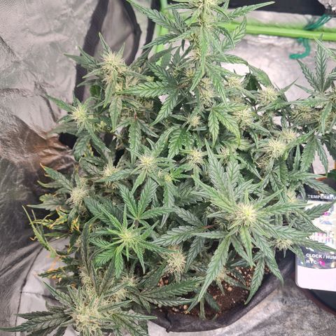 La primera growlog timeline photo