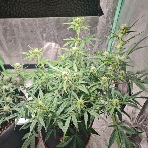 La segunda growlog timeline photo