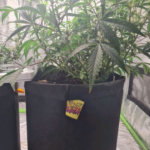 La segunda growlog timeline photo