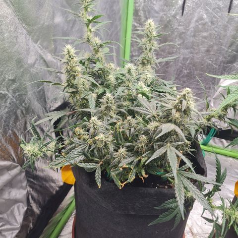 La primera growlog timeline photo
