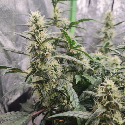La primera growlog timeline photo