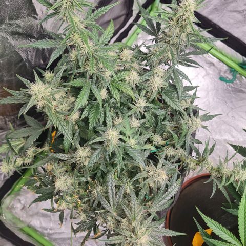 La primera growlog timeline photo