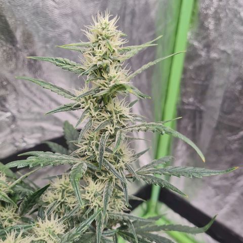 La primera growlog timeline photo