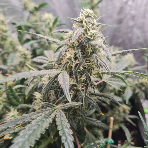 La primera growlog timeline photo