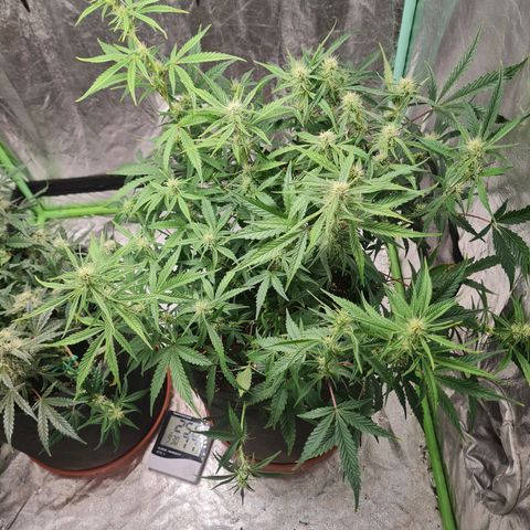 La segunda growlog timeline photo