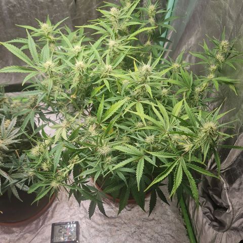 La segunda growlog photo: Apliqué supercropping abajo a la izquierda y en algunas de atrás.
