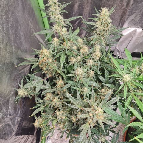 La primera growlog timeline photo