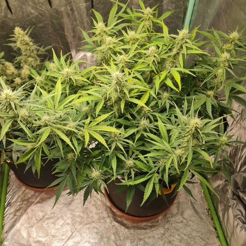 La segunda growlog timeline photo
