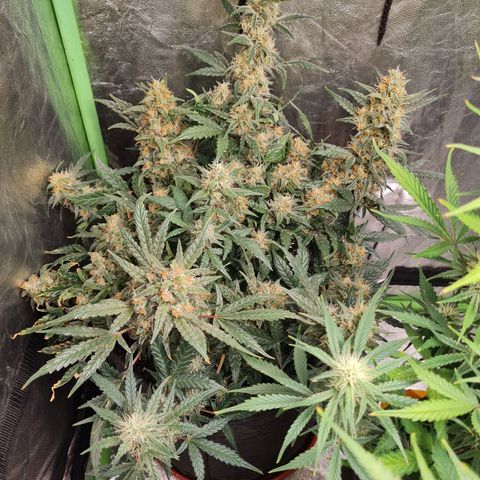 La primera growlog timeline photo