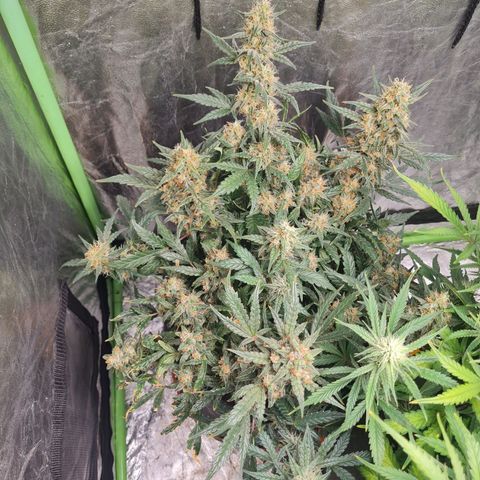 La primera growlog timeline photo