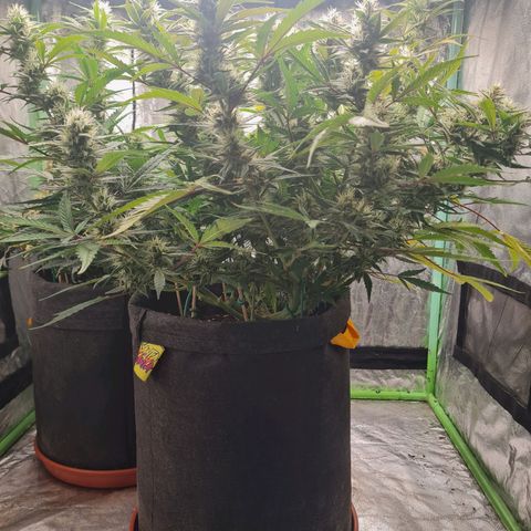 La segunda growlog timeline photo