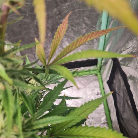 La segunda growlog timeline photo
