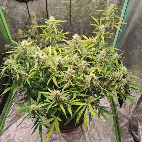 La segunda growlog timeline photo