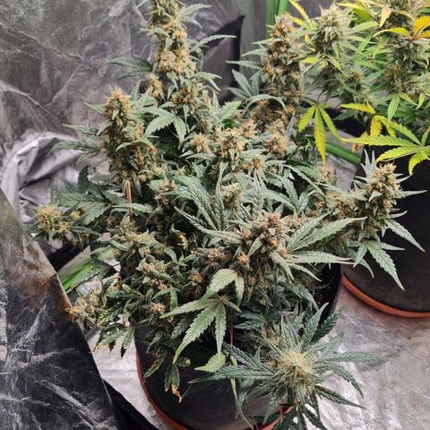 La segunda growlog timeline photo