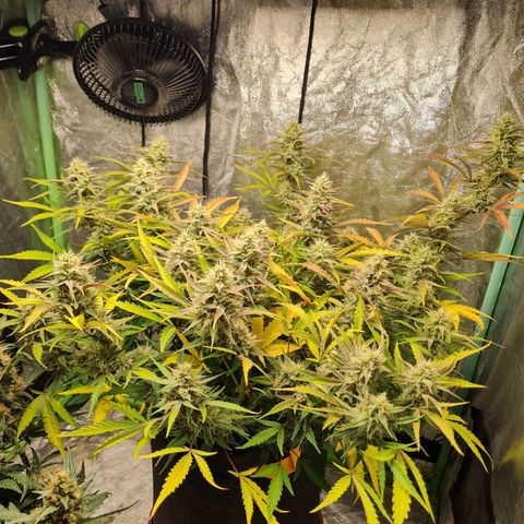 La primera growlog timeline photo