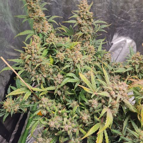 La primera growlog timeline photo