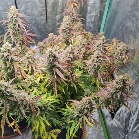 La segunda growlog timeline photo