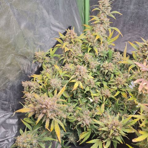 La primera growlog timeline photo