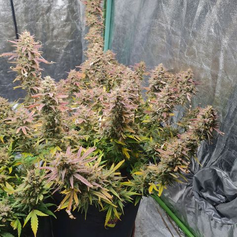 La segunda growlog timeline photo