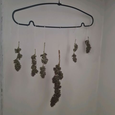 La segunda growlog timeline photo