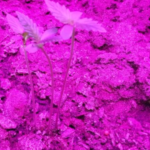 Gsc mob boss buddahs sis growlog timeline photo