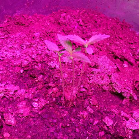 Gsc mob boss buddahs sis growlog timeline photo