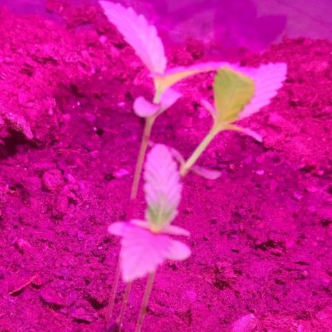 Gsc mob boss buddahs sis growlog timeline photo