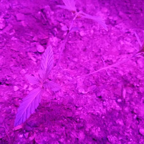 Gsc mob boss buddahs sis growlog timeline photo