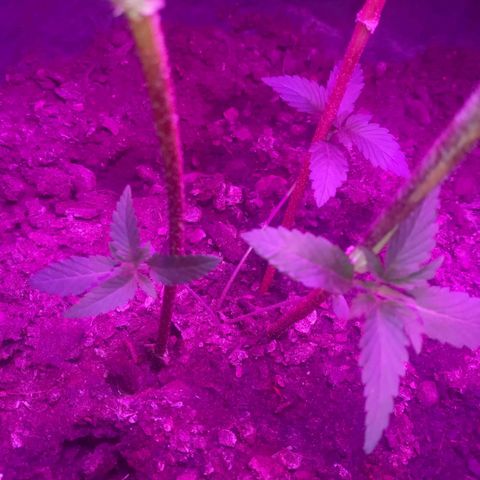 Gsc mob boss buddahs sis growlog timeline photo