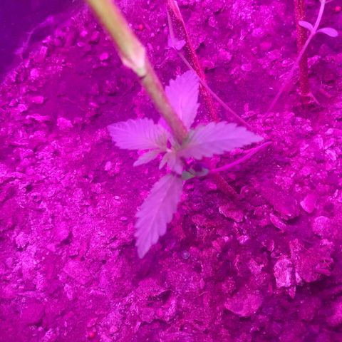 Gsc mob boss buddahs sis growlog timeline photo