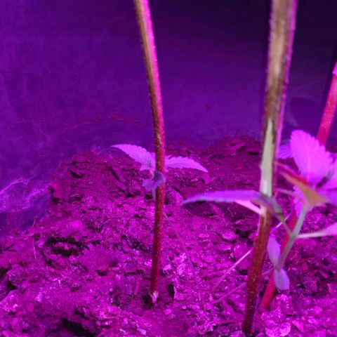 Gsc mob boss buddahs sis growlog timeline photo