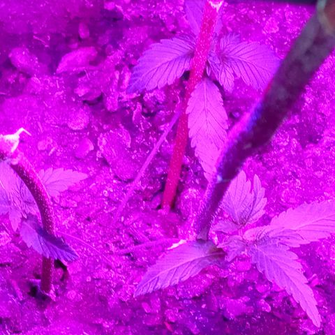 Gsc mob boss buddahs sis growlog timeline photo